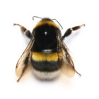 BeeBop