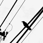 SephCorvidRose