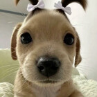 cutieanimalsbae