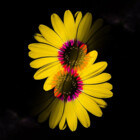 PhotodelicArtCo