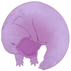 Quartzplatypus