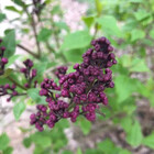 Ilonayuothe