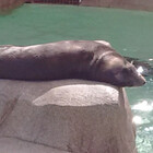 AtLSeal
