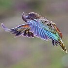 keaphotography