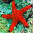 ColdStarfish