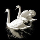swanclouds777