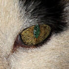 KatsEye