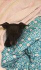 ImpishPyxie