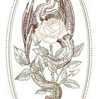 RosesNThorns