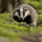 badgerandk