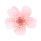 BloomWears