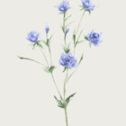 AujinsArtShop