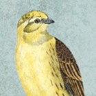 kaytefawcett