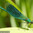 AbsintheDragon