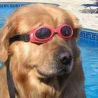 DoggerPrince