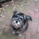 Fergus