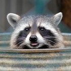 RaccoonLemonade