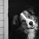 DoggonePurrfect