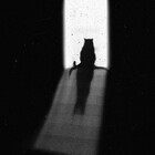 the-black-catt