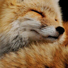 RetroFoxz