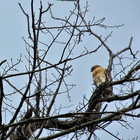 hawkandthemoon