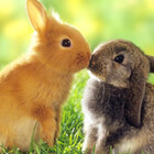 floppybunnyboy