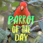 parrotoftheday