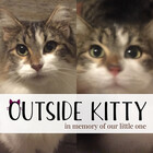 outsidekitty