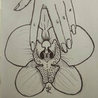 orchideia