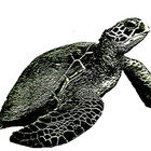 shellbackcotton