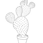 Cactly