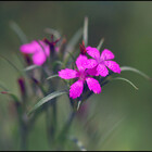 piecesofnature