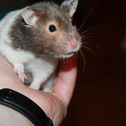 hathorhamstery