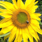 bizzybeebarn