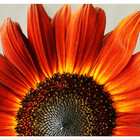 Redbubble profile picture for @daniels