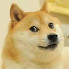 Ty4freedoge