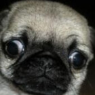 Loca-the-puginc