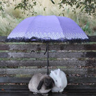 thedailybunnies