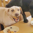 damoodog
