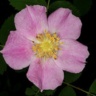 Rwoodsii