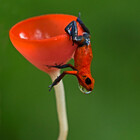 PoisonTreeFrog