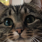 ArtsyCat159