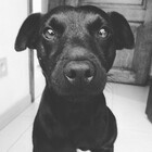 BrchtV