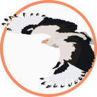 birds-and-pizza