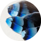 BluestBlueJay