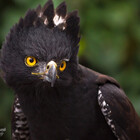 CasualGoshawk