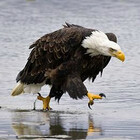 WalkingEagle