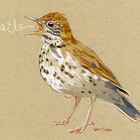 emilysodenart