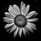 BlackyWhite
