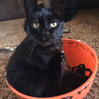 BlackcatsSoul